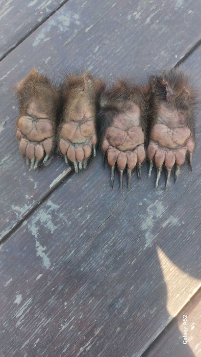 Продам кігті  когті лапки борсука _ барсука .