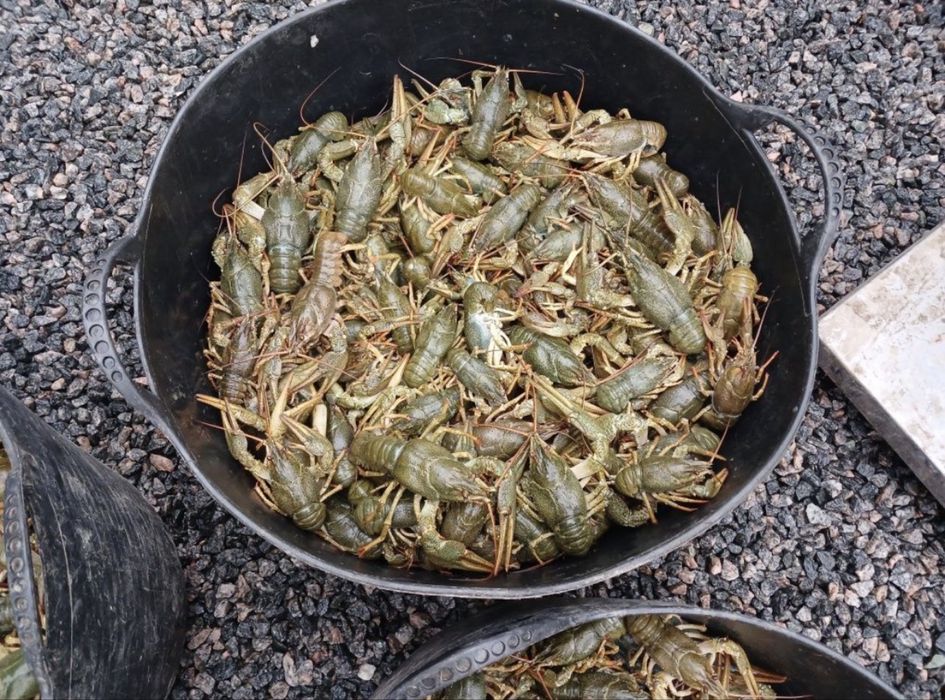 Раки Запорожье.