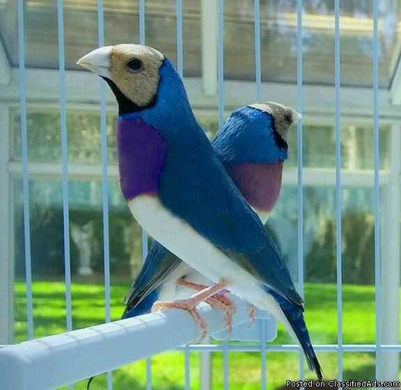 Vendo diamantes gould