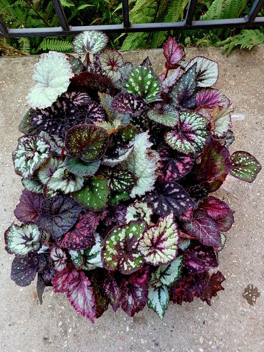 Бегонія королівська