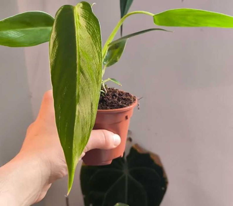 Philodendron Spiritus Sancti