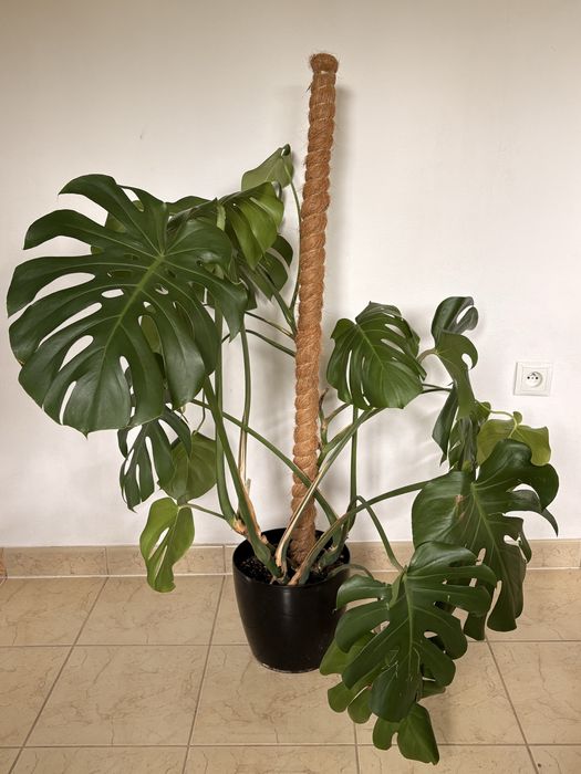 monstera screensaver Monstera Wallpaper: Pink & Green Leaf Designs main image 1