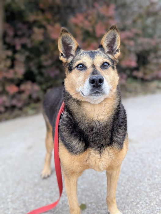 Nieśmiała Miranda poleca się do adopcji
