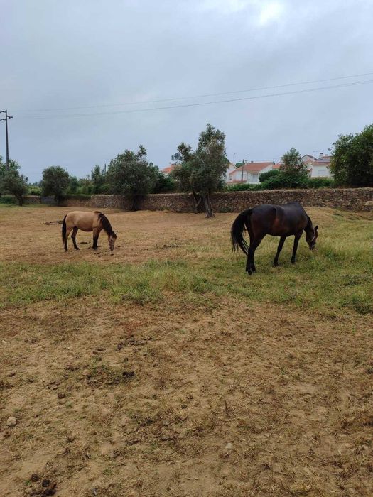 Égua cruzada com 11 anos