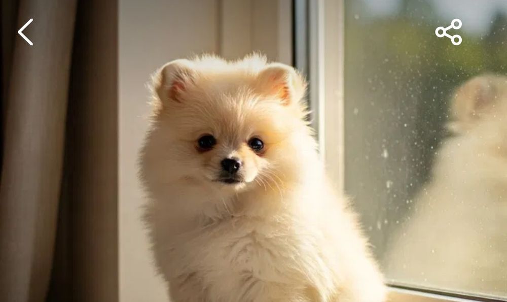 Померанський шпіц цуценята