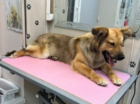 Отдам даром в добрые руки собачку метис небольшой породы