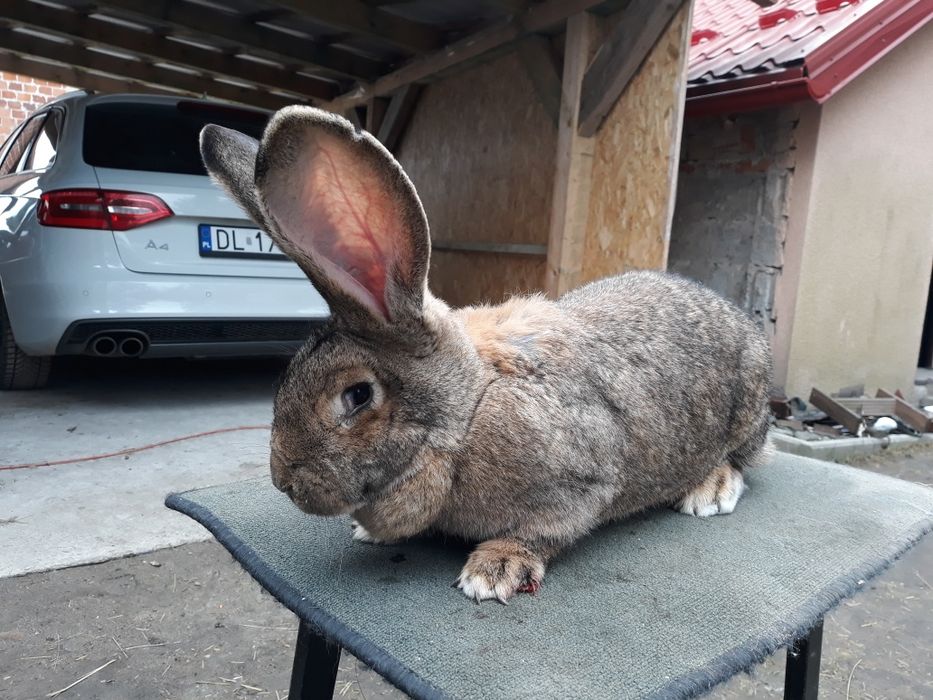 Króliki olbrzym belgijski