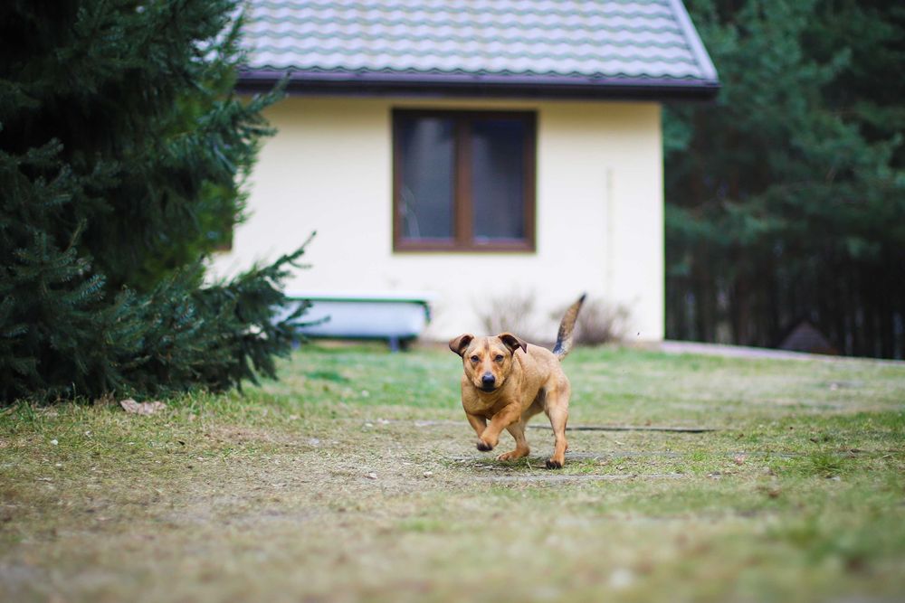 Smuti - młoda sunia w typie jamniczka filmik