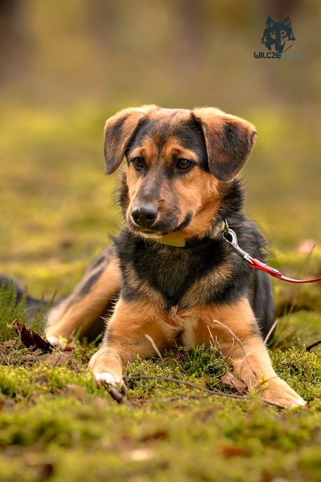 Gizmo , około półroczny szczeniak do adopcji z fundacji