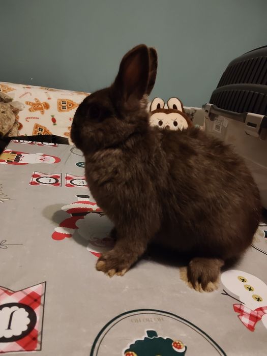 Sprzedam króliczki karzełki