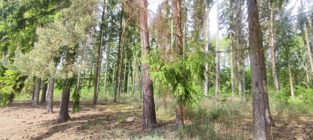 Działka budowlana 3189 m, Prace Duże - powiat piaseczyński, pod lasem - Widok 2