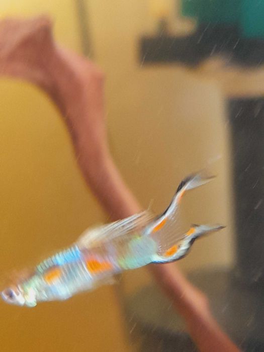 Gupiki Edlera edlerki