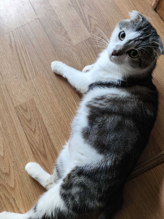 Продам добрим господарям ласкавого та доглянутого котика