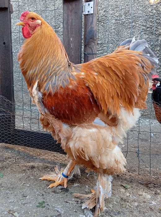 Aves Ornamentais Brahmas várias mutações