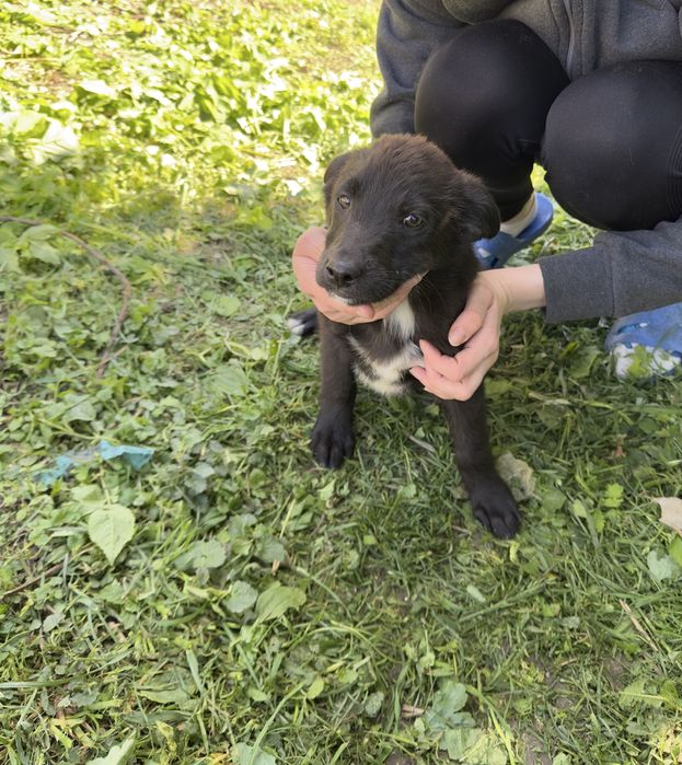 Вінниця та район!!!Віддамо безкоштовно двух цуциків в добрі руки!!