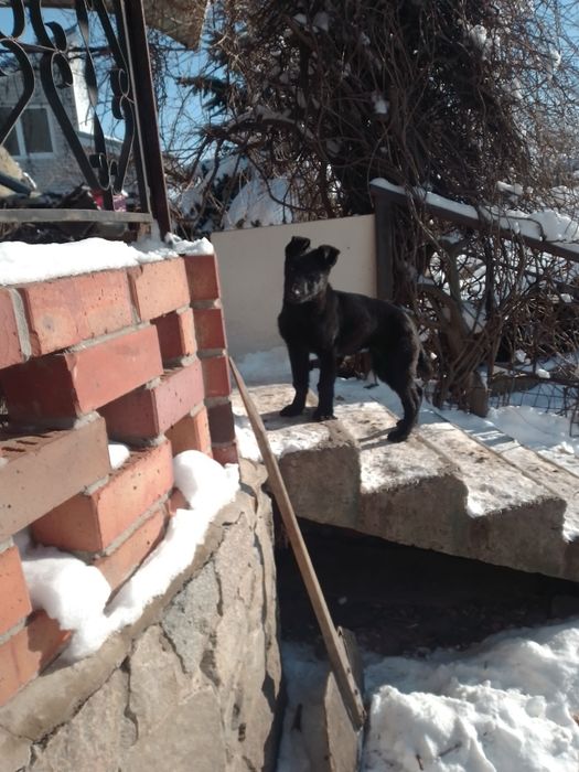 Щенок черной немецкой овчарки