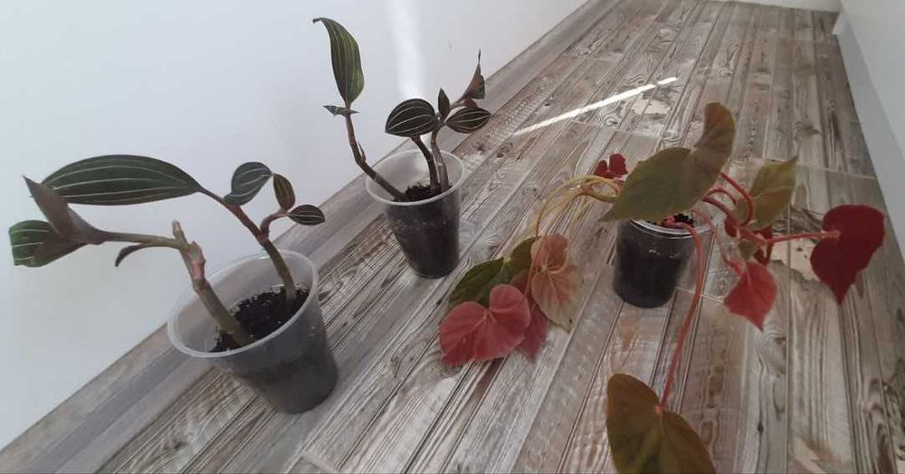 Орхідея лудізія, бегонія, епісції, сукуленти