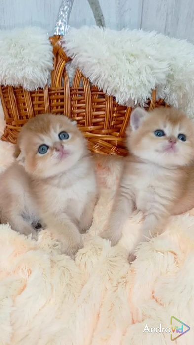 Две сестрички золотые шиншиллы