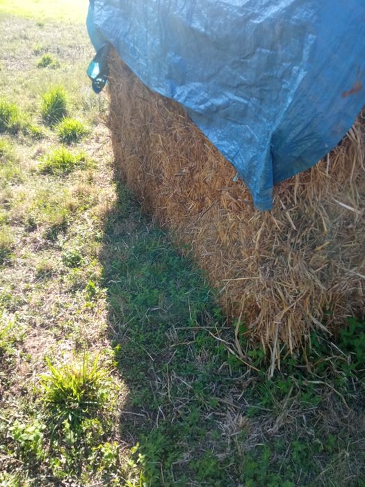 Feno nasxidiso, fardos de 320 kg,+ ou -