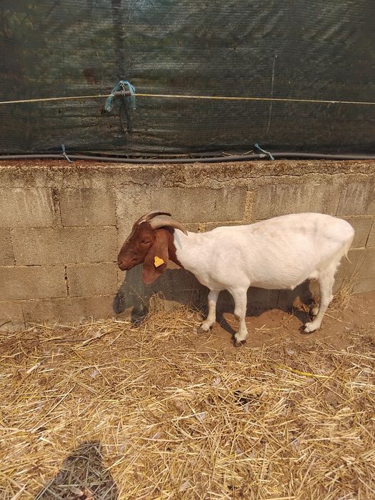Cabra boer vendo