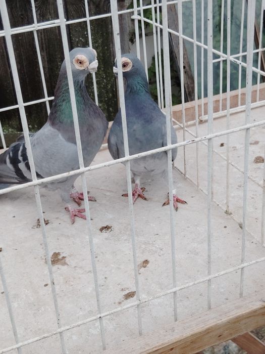 Gołębie ozdobne Brodawczak Polski