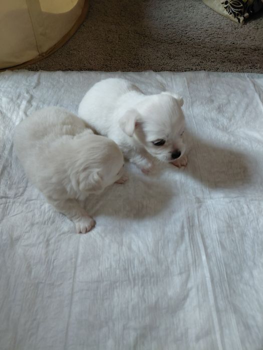 Chihuahua femea branca