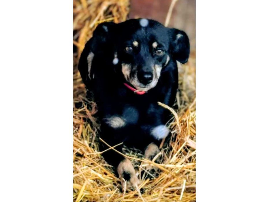 Nieduża (8kg), PRZYJAZNA, delikatna suczka