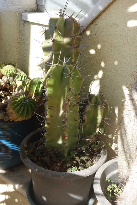 Plantas decoração - cactos