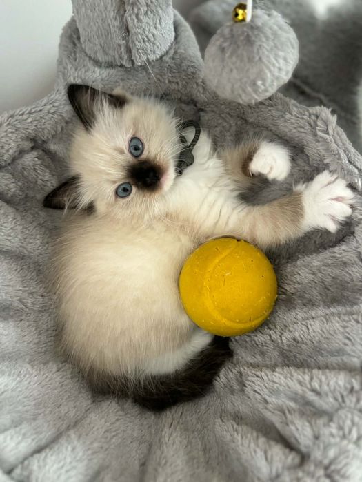 Ragdoll  kot seal mitted Anakin