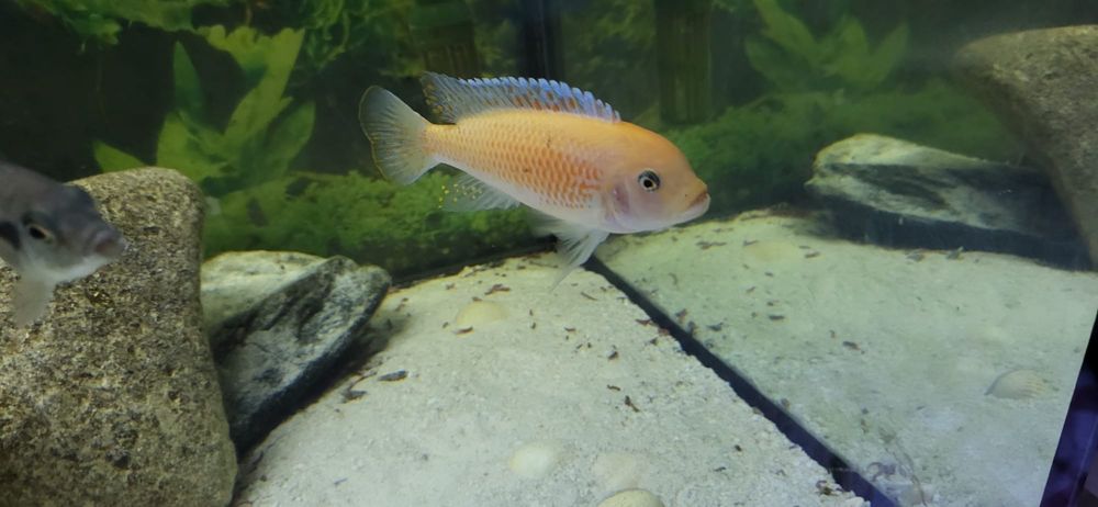 Pyszczaki zebra red 1+2