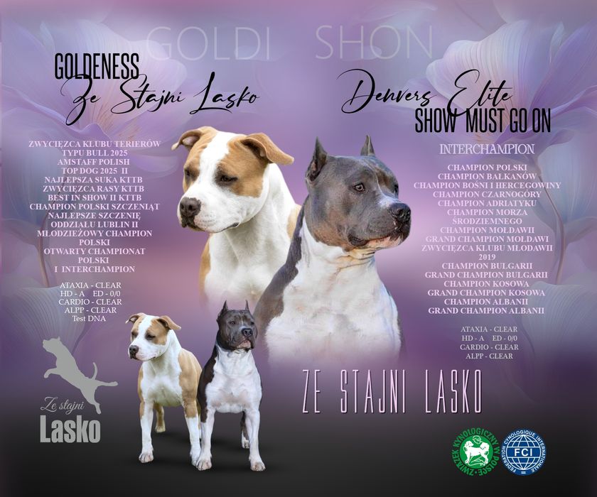 Samiec  amstaff ZKwP FCI po championach