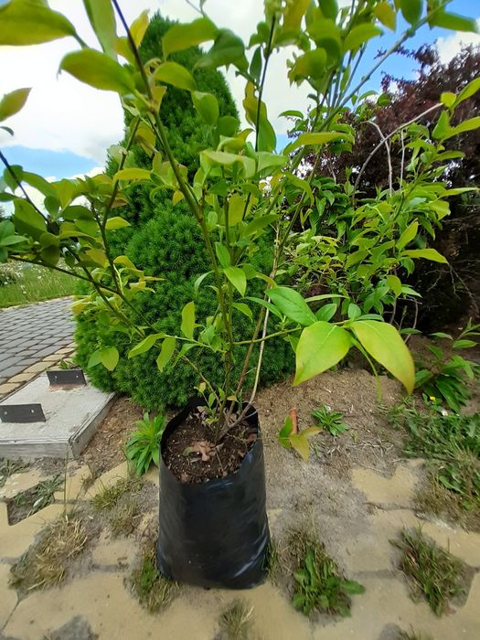 .Саджанці лохини(голубіки). Черенки(живці лохини).