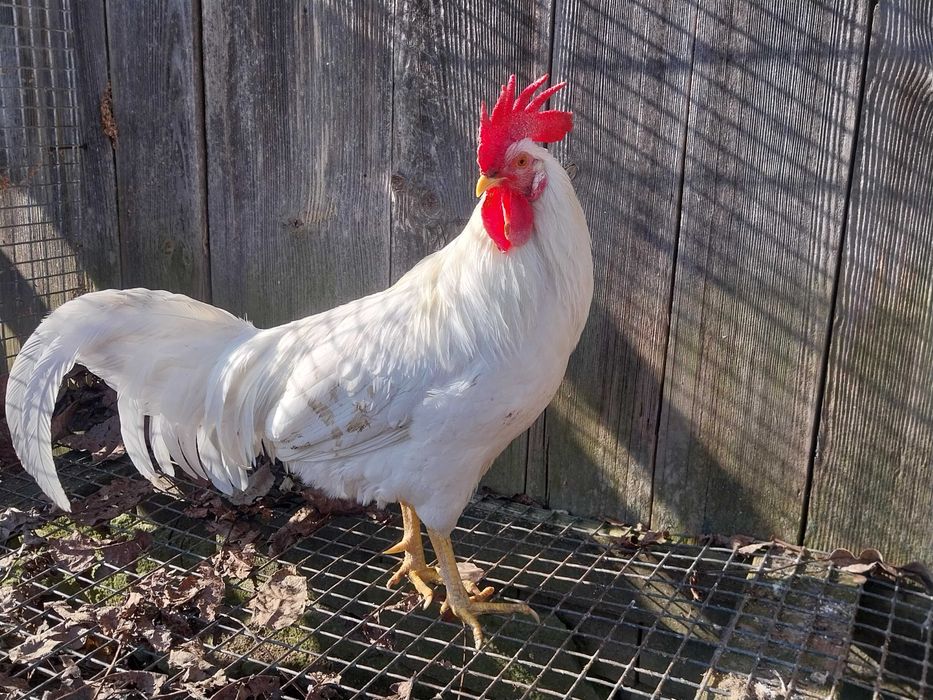 Sprzedam koguty leghorn