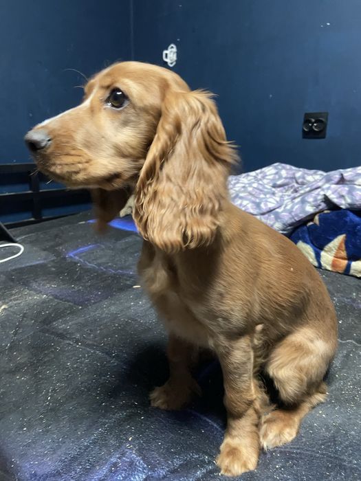 Дівчинка Англійський кокер спаніель