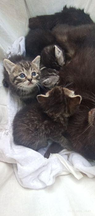 Британські кошенята Віскаси