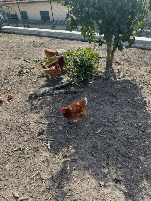 Vendo galinhas poedeiras