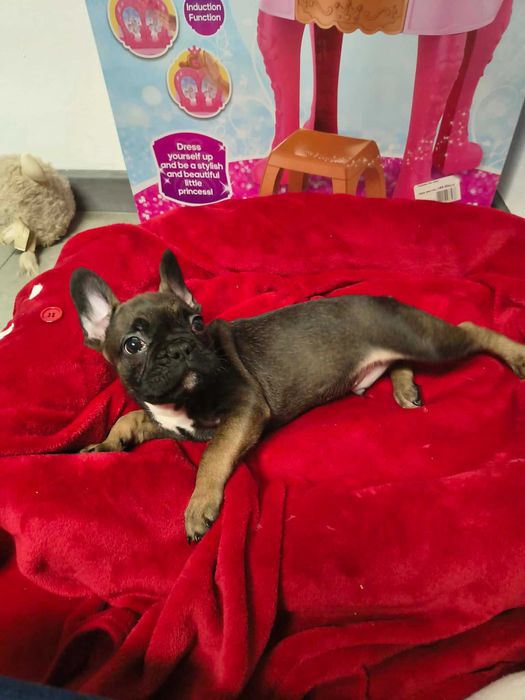 buldog francuski samczyk CUDOWNE szczenię + paszport