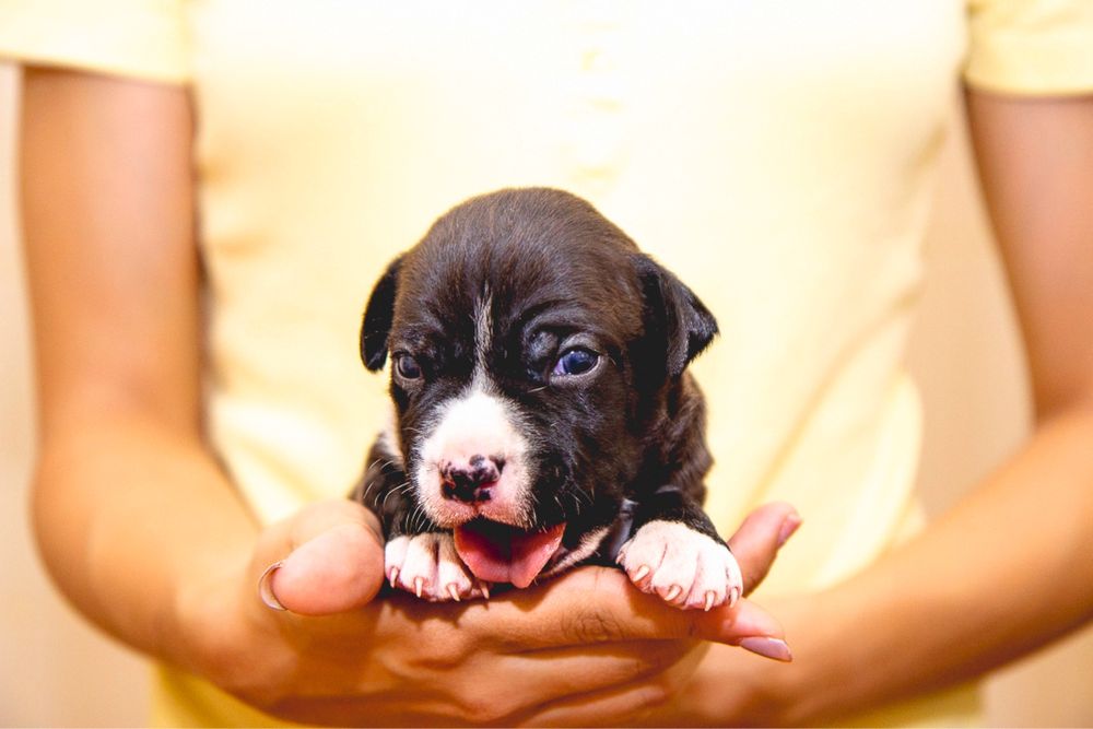 Черный мальчик с белым воротничком 2 нед