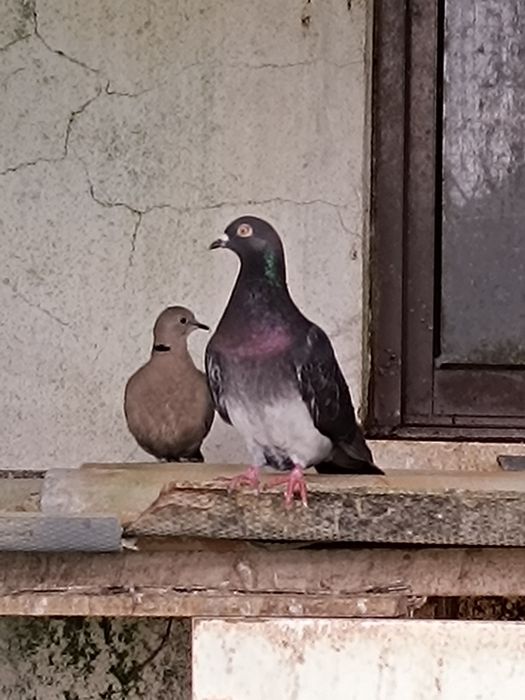 Pombos e Rolas Turcas