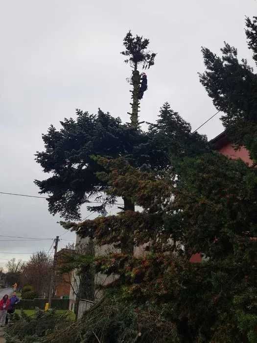Wycinka drzew, pielęgnacja drzew, sprzedaż drewna. BEZPŁATNA WYCENA