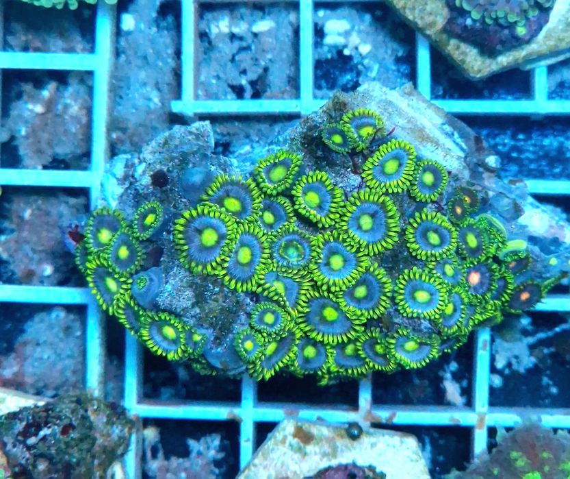 Corais agua salgada Frags de zoas