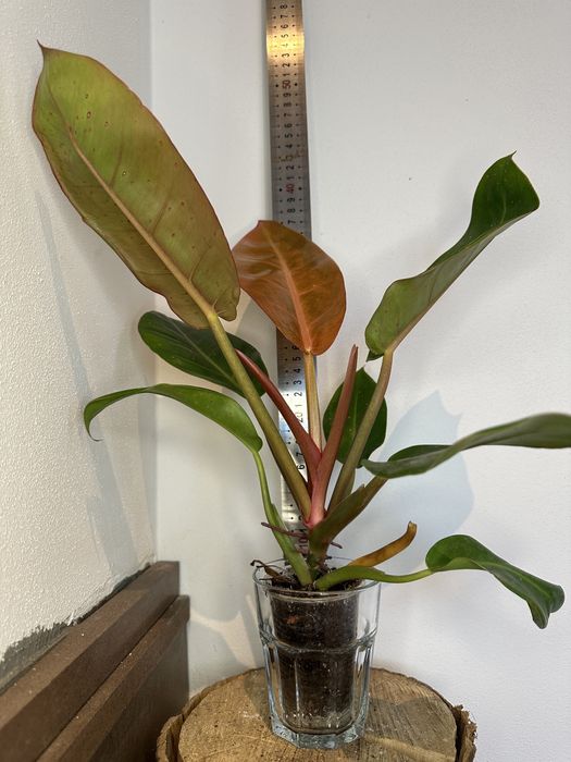 Філодендрон Philodendron  Bonus