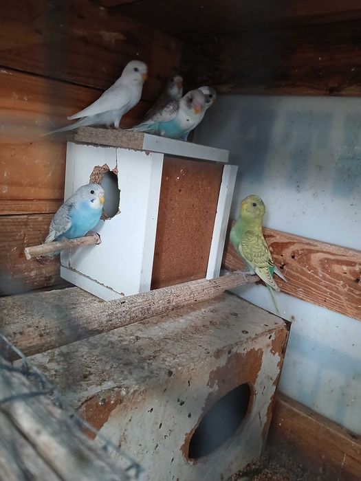 Piriquitos australianos