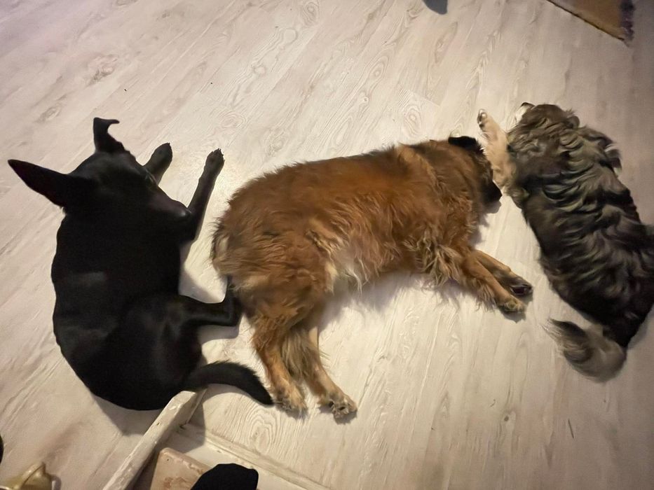 Badi sympatyczny pies do adopcji