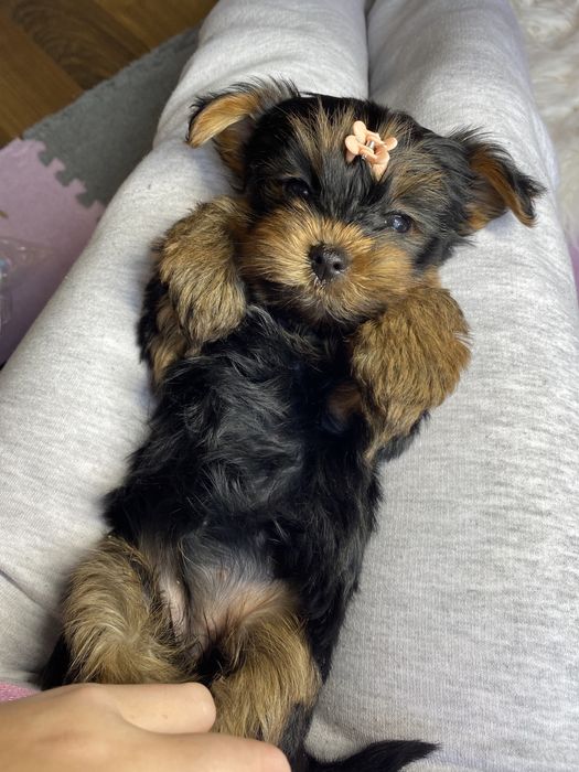 Шикарні цуценятка йорки