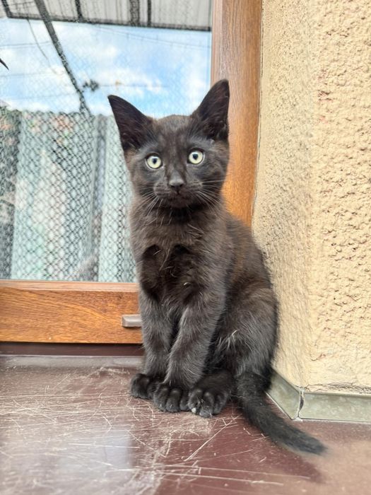 Маленьке кошеня  в родину
