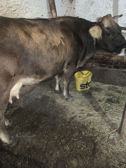 Продам корову тильну шість місяців