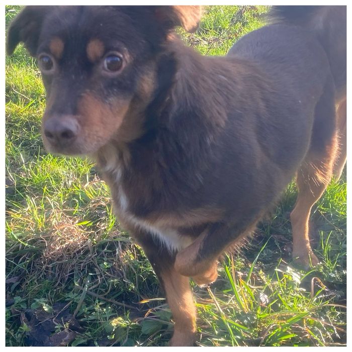 Choko - do adopcji sunia - czekoladowa piękność