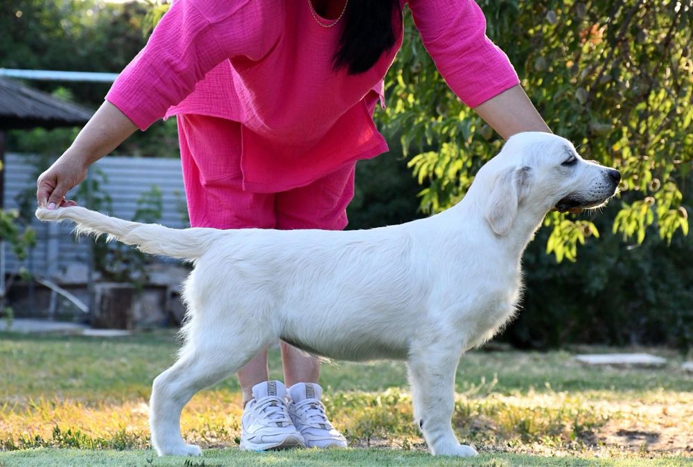 Цуценя Золотистого ретривера