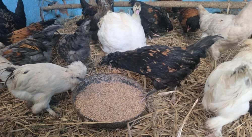 Kury ozdobne 9 tygodniowe